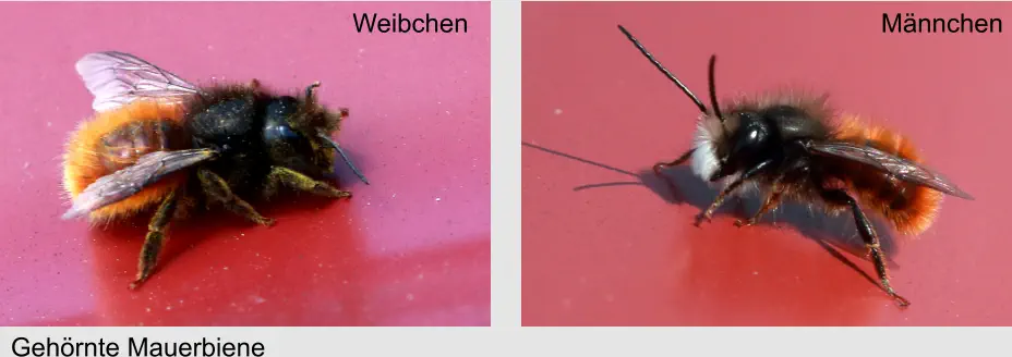 Gehörnte Mauerbiene Weibchen Männchen