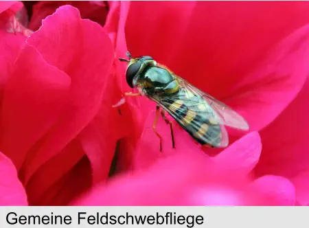 Gemeine Feldschwebfliege