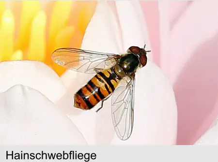 Hainschwebfliege