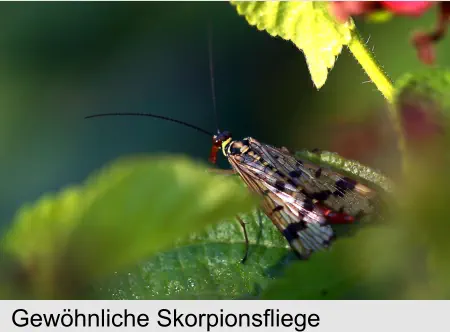 Gewöhnliche Skorpionsfliege