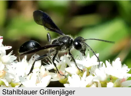 Stahlblauer Grillenjäger