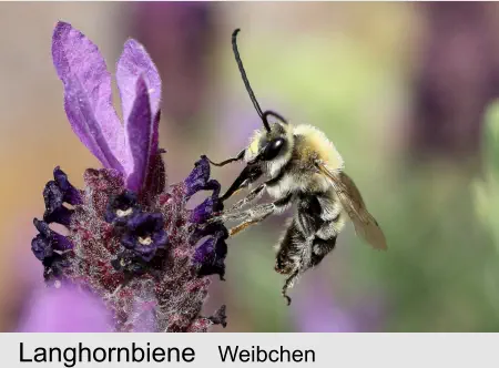 Langhornbiene Weibchen