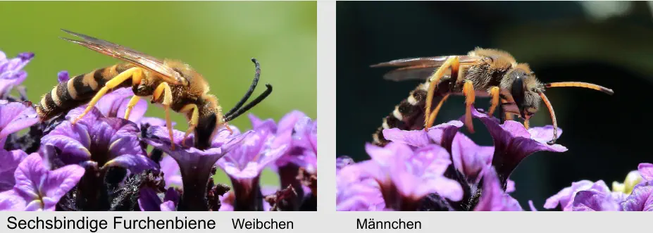 Sechsbindige Furchenbiene Weibchen Männchen