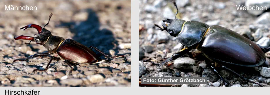 Hirschkäfer Männchen Weibchen