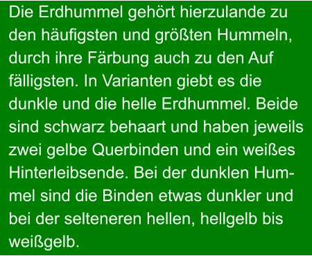 Die Erdhummel gehört hierzulande zu den häufigsten und größten Hummeln, durch ihre Färbung auch zu den Auf fälligsten. In Varianten giebt es die  dunkle und die helle Erdhummel. Beide sind schwarz behaart und haben jeweils zwei gelbe Querbinden und ein weißes Hinterleibsende. Bei der dunklen Hum- mel sind die Binden etwas dunkler und bei der selteneren hellen, hellgelb bis weißgelb.