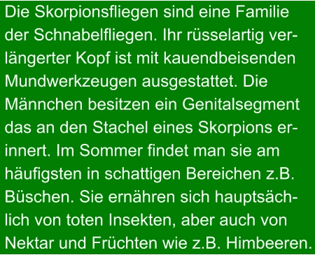 Die Skorpionsfliegen sind eine Familie der Schnabelfliegen. Ihr rüsselartig ver- längerter Kopf ist mit kauendbeisenden Mundwerkzeugen ausgestattet. Die  Männchen besitzen ein Genitalsegment das an den Stachel eines Skorpions er- innert. Im Sommer findet man sie am häufigsten in schattigen Bereichen z.B. Büschen. Sie ernähren sich hauptsäch- lich von toten Insekten, aber auch von Nektar und Früchten wie z.B. Himbeeren.