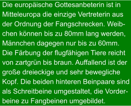 Die europäische Gottesanbeterin ist in Mitteleuropa die einzige Vertreterin aus der Ordnung der Fangschrecken. Weib- chen können bis zu 80mm lang werden, Männchen dagegen nur bis zu 60mm. Die Färbung der flugfähigen Tiere reicht von zartgrün bis braun. Auffallend ist der große dreieckige und sehr bewegliche  Kopf. Die beiden hinteren Beinpaare sind als Schreitbeine umgestaltet, die Vorder- beine zu Fangbeinen umgebildet.