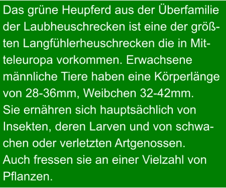 Das grüne Heupferd aus der Überfamilie der Laubheuschrecken ist eine der größ- ten Langfühlerheuschrecken die in Mit- teleuropa vorkommen. Erwachsene  männliche Tiere haben eine Körperlänge von 28-36mm, Weibchen 32-42mm.  Sie ernähren sich hauptsächlich von  Insekten, deren Larven und von schwa- chen oder verletzten Artgenossen. Auch fressen sie an einer Vielzahl von Pflanzen.