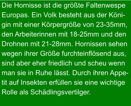 Die Hornisse ist die größte Faltenwespe Europas. Ein Volk besteht aus der Köni- gin mit einer Körpergröße von 23-35mm, den Arbeiterinnen mit 18-25mm und den Drohnen mit 21-28mm. Hornissen sehen wegen ihrer Größe furchteinflösend aus,  sind aber eher friedlich und scheu wenn  man sie in Ruhe lässt. Durch ihren Appe- tit auf Insekten erfüllen sie eine wichtige  Rolle als Schädlingsvertilger.