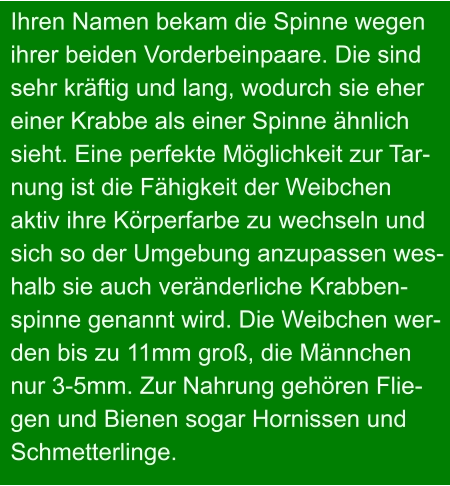 Ihren Namen bekam die Spinne wegen ihrer beiden Vorderbeinpaare. Die sind sehr kräftig und lang, wodurch sie eher einer Krabbe als einer Spinne ähnlich sieht. Eine perfekte Möglichkeit zur Tar- nung ist die Fähigkeit der Weibchen aktiv ihre Körperfarbe zu wechseln und sich so der Umgebung anzupassen wes- halb sie auch veränderliche Krabben- spinne genannt wird. Die Weibchen wer- den bis zu 11mm groß, die Männchen nur 3-5mm. Zur Nahrung gehören Flie- gen und Bienen sogar Hornissen und  Schmetterlinge.