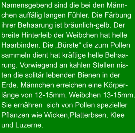 Namensgebend sind die bei den Männ- chen auffälig langen Fühler. Die Färbung ihrer Behaarung ist bräunlich-gelb. Der breite Hinterleib der Weibchen hat helle  Haarbinden. Die „Bürste“ die zum Pollen sammeln dient hat kräftige helle Behaa- rung. Vorwiegend an kahlen Stellen nis- ten die solitär lebenden Bienen in der Erde. Männchen erreichen eine Körper- länge von 12-15mm, Weibchen 13-15mm. Sie ernähren  sich von Pollen spezieller Pflanzen wie Wicken,Platterbsen, Klee und Luzerne.