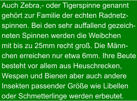 Auch Zebra,- oder Tigerspinne genannt gehört zur Familie der echten Radnetz- spinnen. Bei den sehr auffallend gezeich- neten Spinnen werden die Weibchen  mit bis zu 25mm recht groß. Die Männ- chen erreichen nur etwa 6mm. Ihre Beute besteht vor allem aus Heuschrecken, Wespen und Bienen aber auch andere Insekten passender Größe wie Libellen oder Schmetterlinge werden erbeutet.