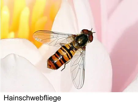 Hainschwebfliege