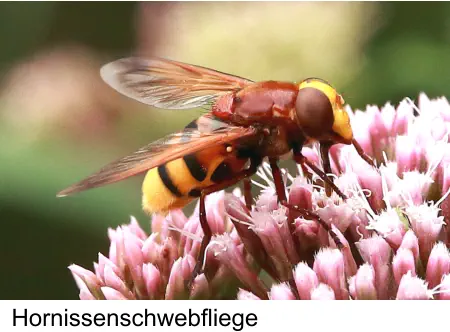 Hornissenschwebfliege