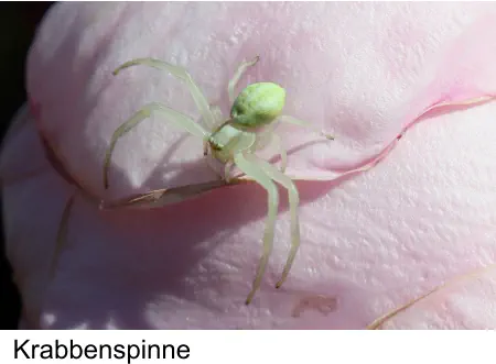 Krabbenspinne