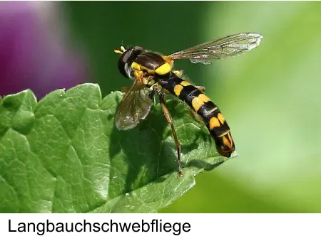 Langbauchschwebfliege