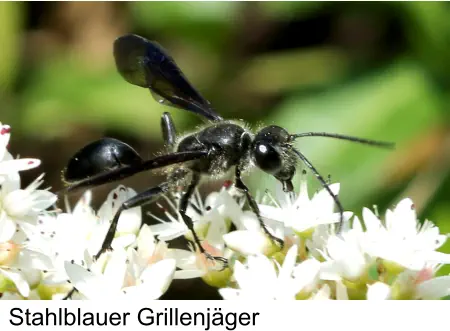 Stahlblauer Grillenjäger