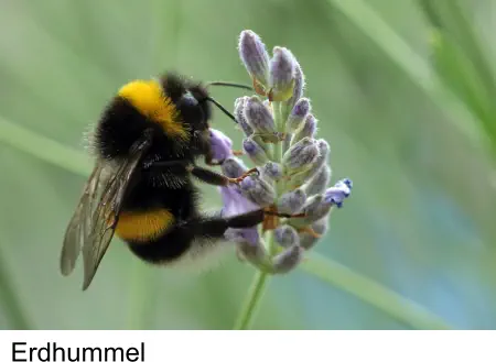 Erdhummel