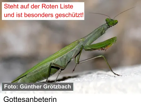 Gottesanbeterin Steht auf der Roten Liste und ist besonders geschützt!