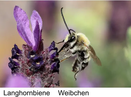 Langhornbiene Weibchen