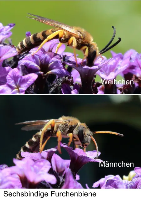 Männchen Sechsbindige Furchenbiene Weibchen