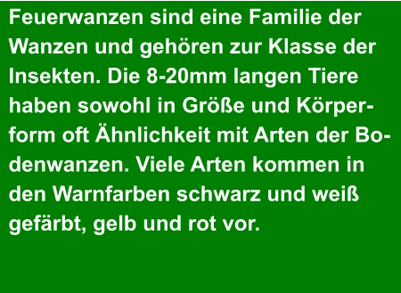 Feuerwanzen sind eine Familie der Wanzen und gehören zur Klasse der Insekten. Die 8-20mm langen Tiere haben sowohl in Größe und Körper- form oft Ähnlichkeit mit Arten der Bo- denwanzen. Viele Arten kommen in  den Warnfarben schwarz und weiß gefärbt, gelb und rot vor.