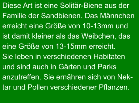 Diese Art ist eine Solitär-Biene aus der Familie der Sandbienen. Das Männchen erreicht eine Größe von 10-13mm und  ist damit kleiner als das Weibchen, das  eine Größe von 13-15mm erreicht.  Sie leben in verschiedenen Habitaten  und sind auch in Gärten und Parks anzutreffen. Sie ernähren sich von Nek- tar und Pollen verschiedener Pflanzen.