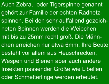 Auch Zebra,- oder Tigerspinne genannt gehört zur Familie der echten Radnetz- spinnen. Bei den sehr auffallend gezeich- neten Spinnen werden die Weibchen  mit bis zu 25mm recht groß. Die Männ- chen erreichen nur etwa 6mm. Ihre Beute besteht vor allem aus Heuschrecken, Wespen und Bienen aber auch andere Insekten passender Größe wie Libellen oder Schmetterlinge werden erbeutet.