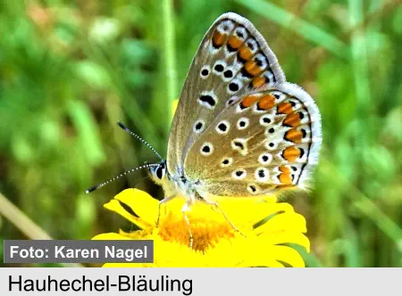 Hauhechel-Bläuling