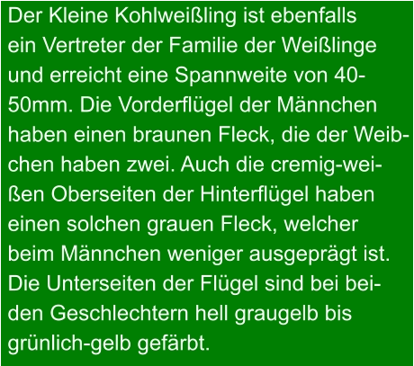 Der Kleine Kohlweißling ist ebenfalls ein Vertreter der Familie der Weißlinge und erreicht eine Spannweite von 40- 50mm. Die Vorderflügel der Männchen haben einen braunen Fleck, die der Weib- chen haben zwei. Auch die cremig-wei- ßen Oberseiten der Hinterflügel haben einen solchen grauen Fleck, welcher  beim Männchen weniger ausgeprägt ist.  Die Unterseiten der Flügel sind bei bei- den Geschlechtern hell graugelb bis  grünlich-gelb gefärbt.