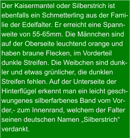 Der Kaisermantel oder Silberstrich ist  ebenfalls ein Schmetterling aus der Fami- lie der Edelfalter. Er erreicht eine Spann- weite von 55-65mm. Die Männchen sind auf der Oberseite leuchtend orange und haben braune Flecken, im Vorderteil  dunkle Streifen. Die Weibchen sind dunk- ler und etwas grünlicher, die dunklen  Streifen fehlen. Auf der Unterseite der Hinterflügel erkennt man ein leicht gesch- wungenes silberfarbenes Band vom Vor- der,- zum Innenrand, welchem der Falter seinen deutschen Namen „Silberstrich“ verdankt.