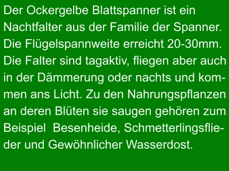 Der Ockergelbe Blattspanner ist ein  Nachtfalter aus der Familie der Spanner. Die Flügelspannweite erreicht 20-30mm. Die Falter sind tagaktiv, fliegen aber auch in der Dämmerung oder nachts und kom- men ans Licht. Zu den Nahrungspflanzen an deren Blüten sie saugen gehören zum Beispiel  Besenheide, Schmetterlingsflie- der und Gewöhnlicher Wasserdost.