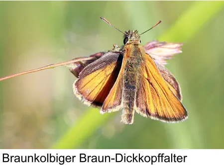 Braunkolbiger Braun-Dickkopffalter