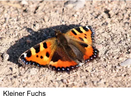 Kleiner Fuchs