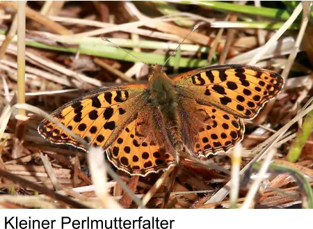 Kleiner Perlmutterfalter