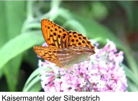 Kaisermantel oder Silberstrich