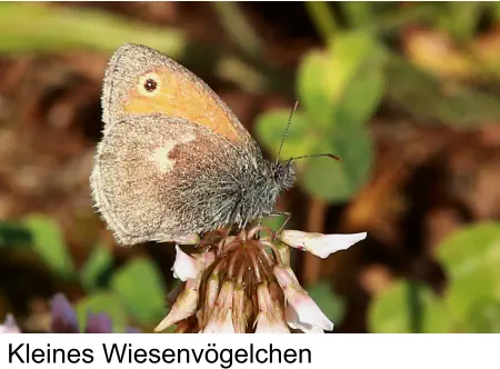 Kleines Wiesenvögelchen