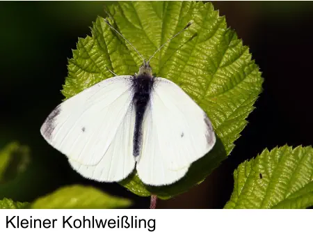 Kleiner Kohlweißling