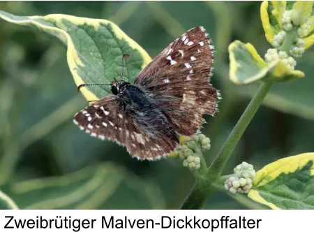 Zweibrütiger Malven-Dickkopffalter