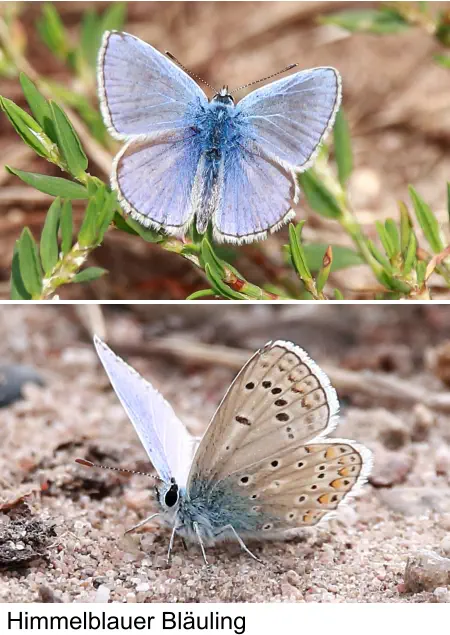 Himmelblauer Bläuling