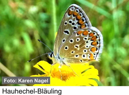 Hauhechel-Bläuling