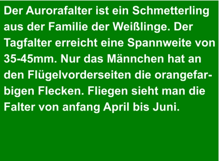 Der Aurorafalter ist ein Schmetterling aus der Familie der Weißlinge. Der  Tagfalter erreicht eine Spannweite von 35-45mm. Nur das Männchen hat an den Flügelvorderseiten die orangefar- bigen Flecken. Fliegen sieht man die Falter von anfang April bis Juni.