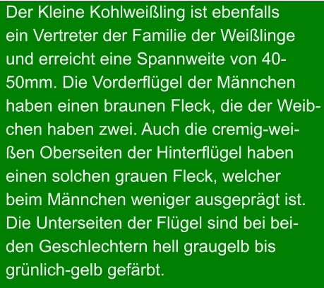 Der Kleine Kohlweißling ist ebenfalls ein Vertreter der Familie der Weißlinge und erreicht eine Spannweite von 40- 50mm. Die Vorderflügel der Männchen haben einen braunen Fleck, die der Weib- chen haben zwei. Auch die cremig-wei- ßen Oberseiten der Hinterflügel haben einen solchen grauen Fleck, welcher  beim Männchen weniger ausgeprägt ist.  Die Unterseiten der Flügel sind bei bei- den Geschlechtern hell graugelb bis  grünlich-gelb gefärbt.