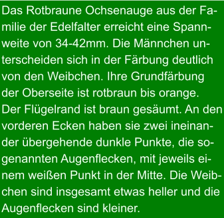 Das Rotbraune Ochsenauge aus der Fa- milie der Edelfalter erreicht eine Spann- weite von 34-42mm. Die Männchen un- terscheiden sich in der Färbung deutlich von den Weibchen. Ihre Grundfärbung der Oberseite ist rotbraun bis orange.  Der Flügelrand ist braun gesäumt. An den vorderen Ecken haben sie zwei ineinan- der übergehende dunkle Punkte, die so- genannten Augenflecken, mit jeweils ei- nem weißen Punkt in der Mitte. Die Weib- chen sind insgesamt etwas heller und die Augenflecken sind kleiner.