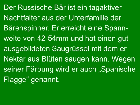 Der Russische Bär ist ein tagaktiver Nachtfalter aus der Unterfamilie der Bärenspinner. Er erreicht eine Spann- weite von 42-54mm und hat einen gut ausgebildeten Saugrüssel mit dem er Nektar aus Blüten saugen kann. Wegen  seiner Färbung wird er auch „Spanische Flagge“ genannt.