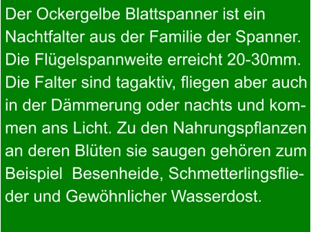 Der Ockergelbe Blattspanner ist ein  Nachtfalter aus der Familie der Spanner. Die Flügelspannweite erreicht 20-30mm. Die Falter sind tagaktiv, fliegen aber auch in der Dämmerung oder nachts und kom- men ans Licht. Zu den Nahrungspflanzen an deren Blüten sie saugen gehören zum Beispiel  Besenheide, Schmetterlingsflie- der und Gewöhnlicher Wasserdost.