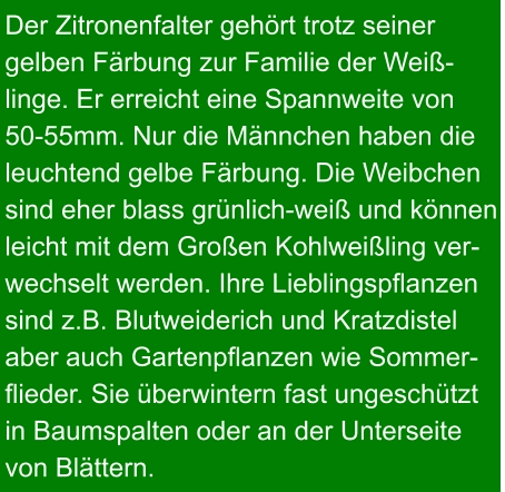 Der Zitronenfalter gehört trotz seiner gelben Färbung zur Familie der Weiß- linge. Er erreicht eine Spannweite von  50-55mm. Nur die Männchen haben die  leuchtend gelbe Färbung. Die Weibchen  sind eher blass grünlich-weiß und können  leicht mit dem Großen Kohlweißling ver- wechselt werden. Ihre Lieblingspflanzen  sind z.B. Blutweiderich und Kratzdistel  aber auch Gartenpflanzen wie Sommer- flieder. Sie überwintern fast ungeschützt in Baumspalten oder an der Unterseite  von Blättern.