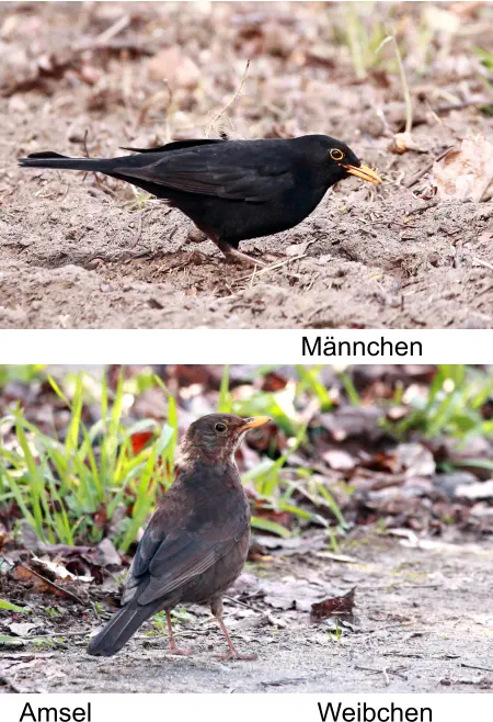 Amsel Männchen Weibchen