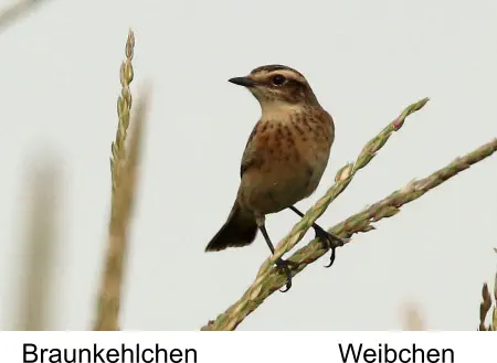 Braunkehlchen Weibchen