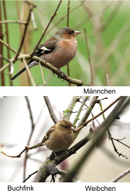 Buchfink Männchen Weibchen